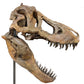 Tyrannosaurus rex Life-Size Skull Cast