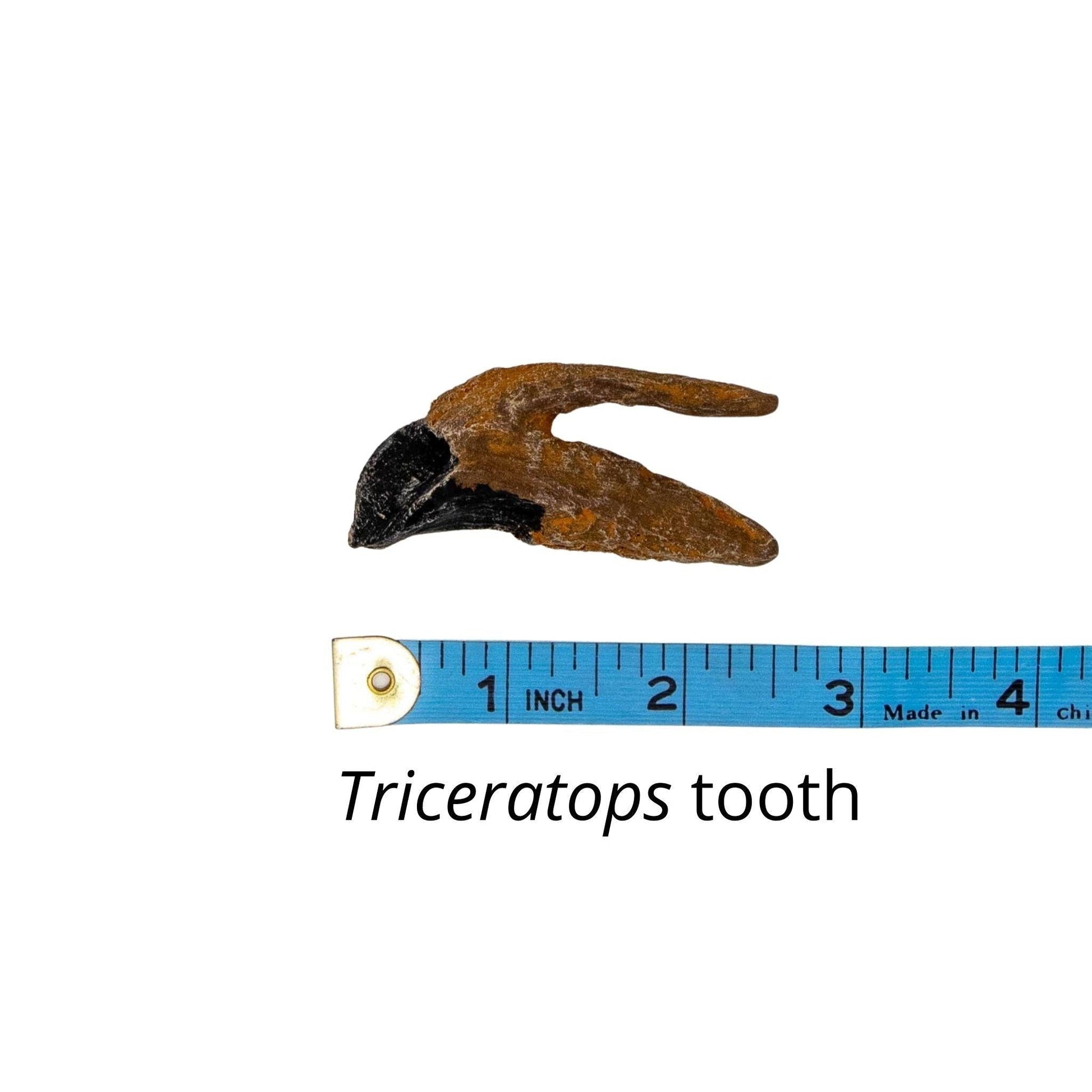 Triceratops Tooth Cast and Artwork - Fossil Crates