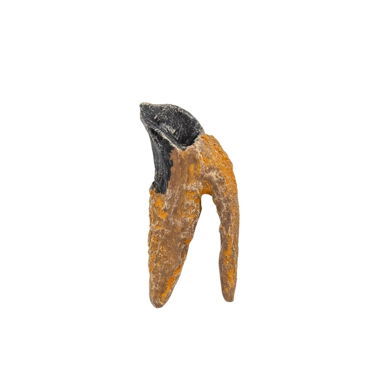 Triceratops tooth cast