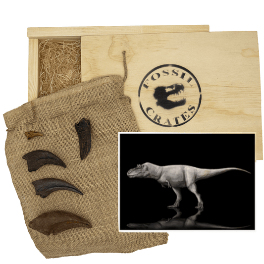 Tyrannosaurids Crate - Albertosaurus, Daspletosaurus, Gorgosaurus, Tyrannosaurus - Fossil Crates Dinosaur tooth and claws casts