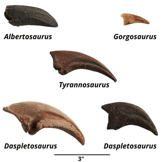 Tyrannosaurids Crate - Albertosaurus, Daspletosaurus, Gorgosaurus, Tyrannosaurus - Fossil Crates Dinosaur tooth and claws casts