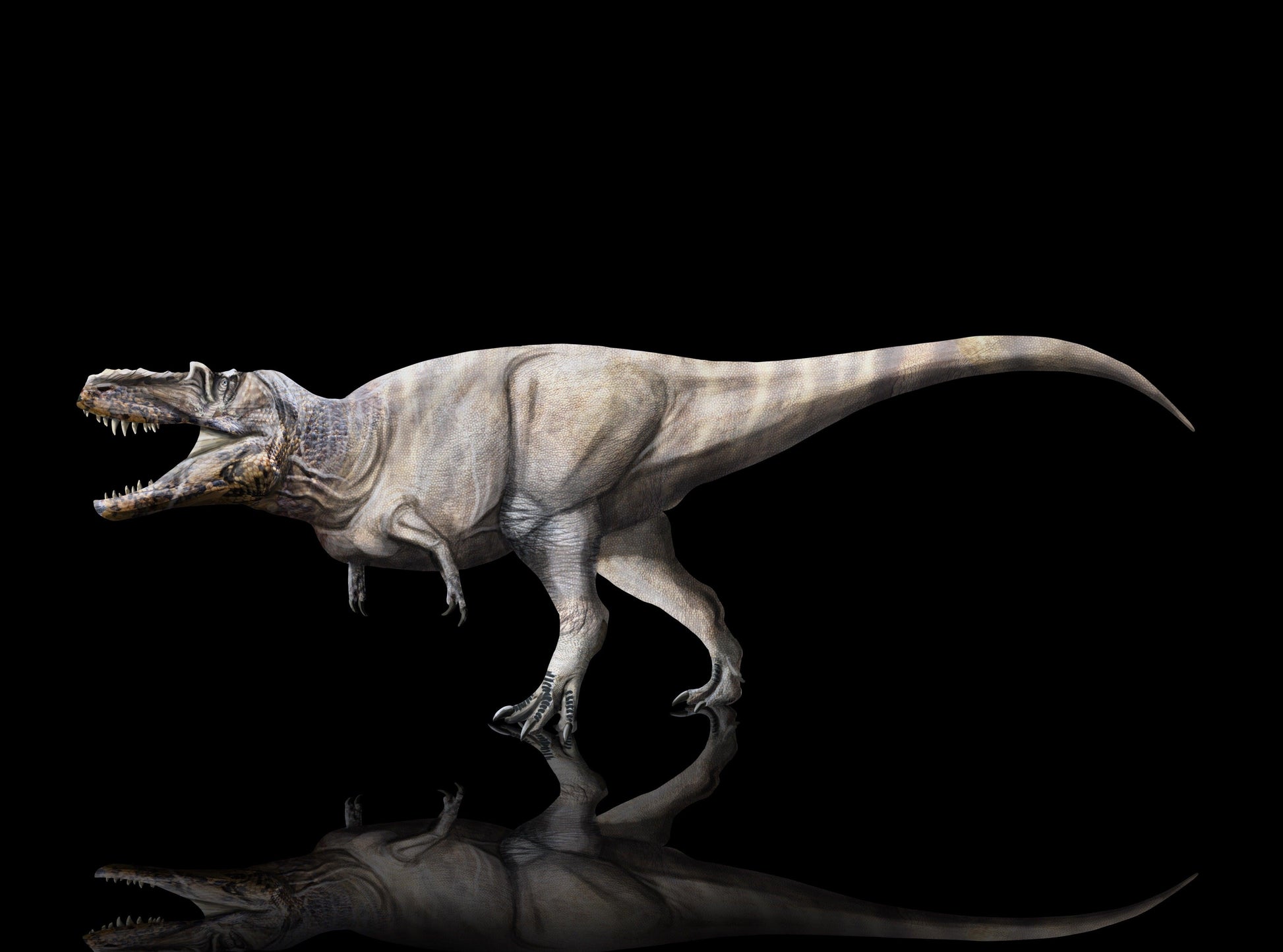 albertosaurus