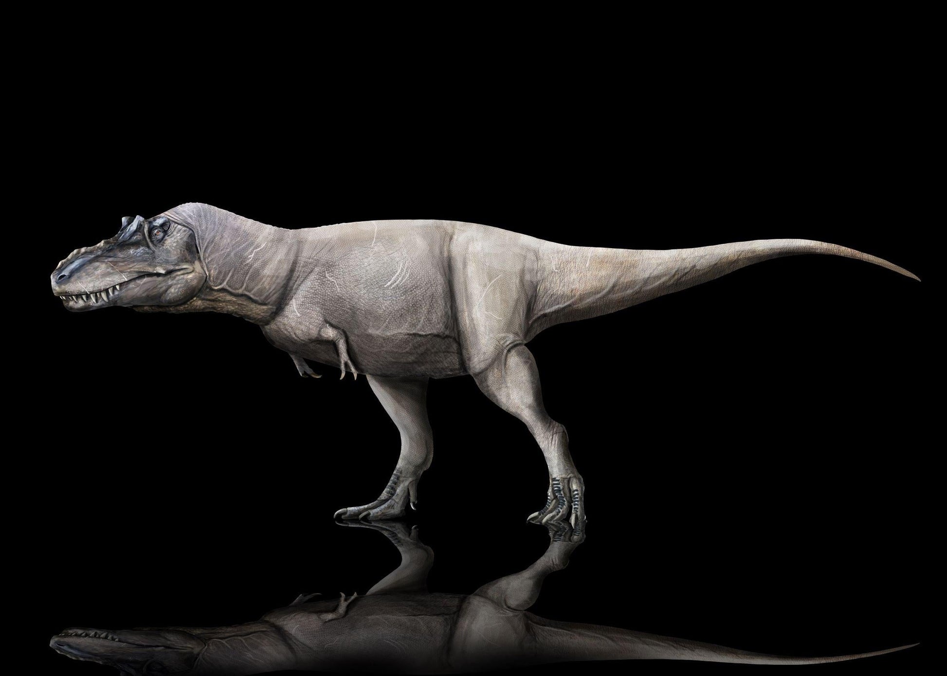 Albertosaurus, Dinosaur King