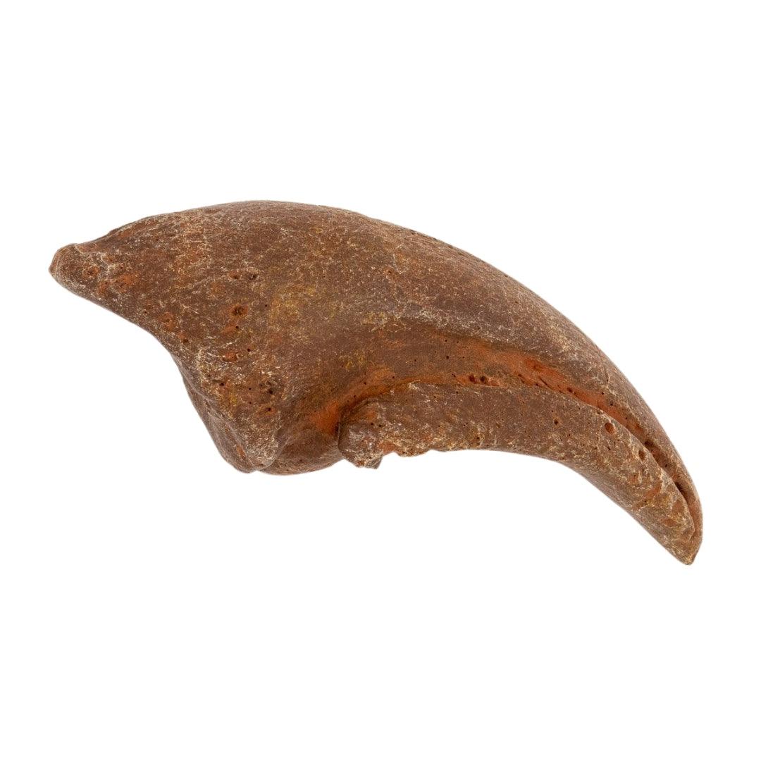 Tyrannosaurids Crate - Albertosaurus, Daspletosaurus, Gorgosaurus, Tyrannosaurus - Fossil Crates Dinosaur tooth and claws casts