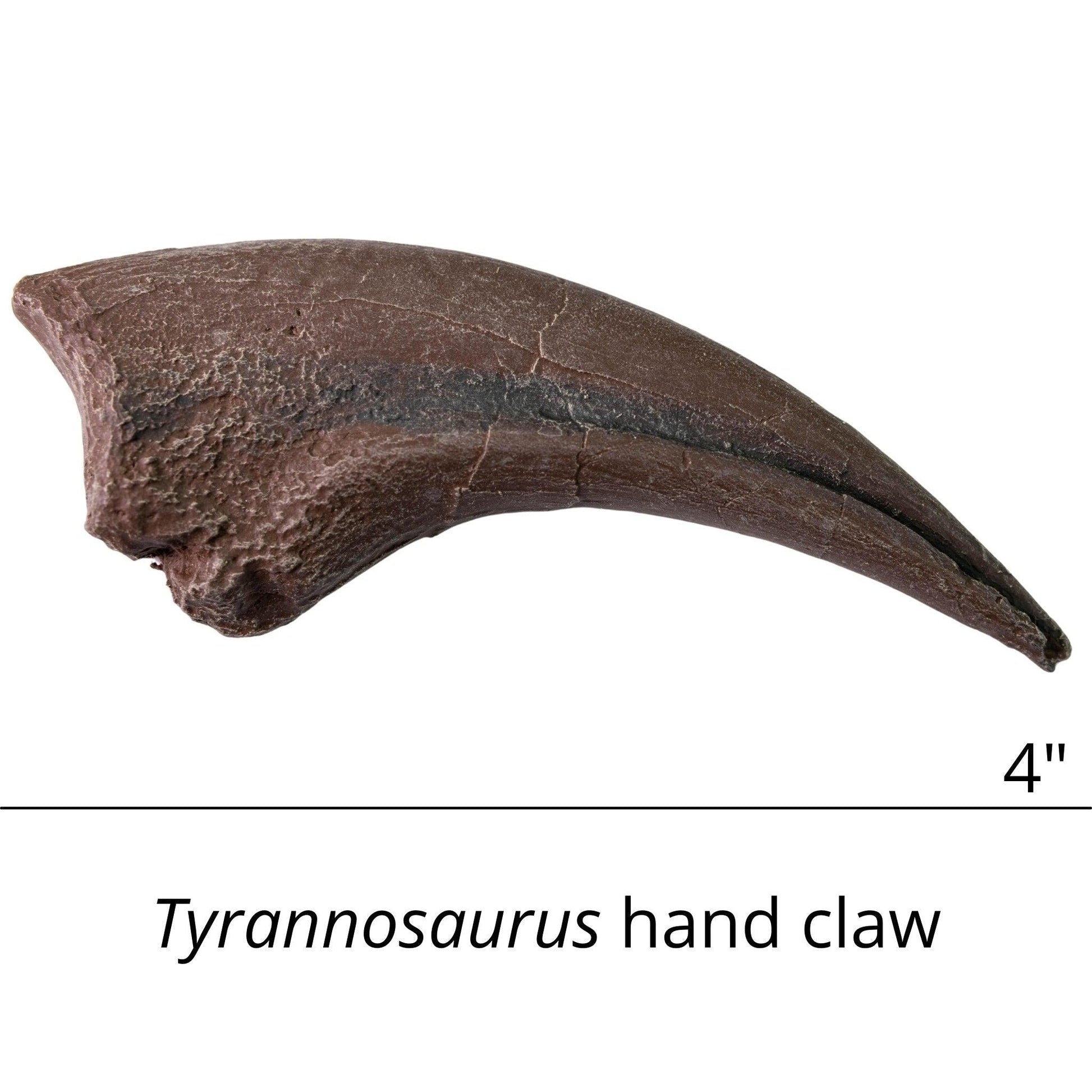 Tyrannosaurids Crate - Albertosaurus, Daspletosaurus, Gorgosaurus, Tyrannosaurus - Fossil Crates Dinosaur tooth and claws casts