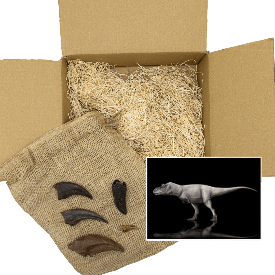 Tyrannosaurids Crate - Albertosaurus, Daspletosaurus, Gorgosaurus, Tyrannosaurus - Fossil Crates Dinosaur tooth and claws casts