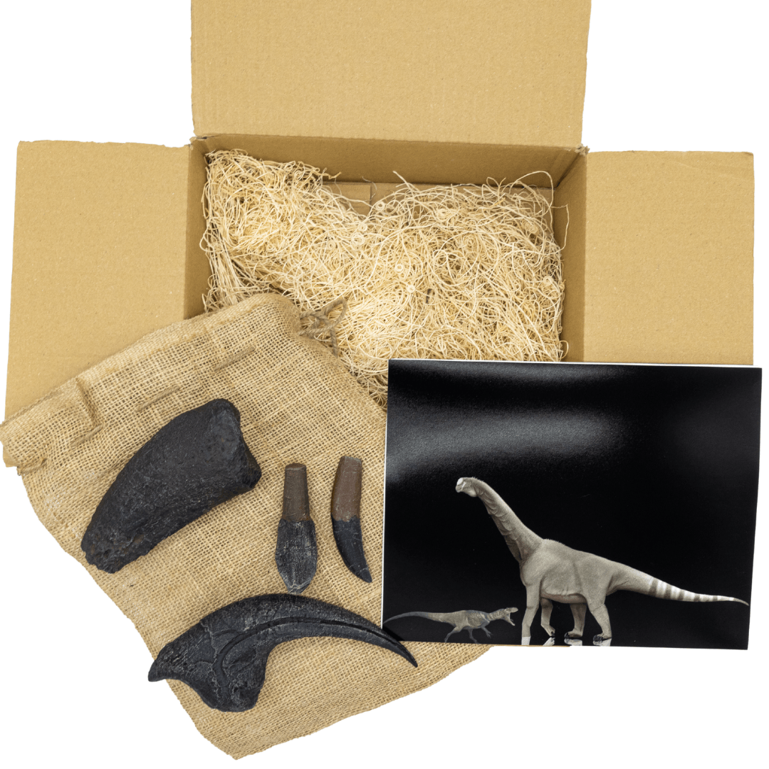 Ultimate Allosaurus vs Camarasaurus Crate - Fossil Crates Dinosaur teeth and claws casts