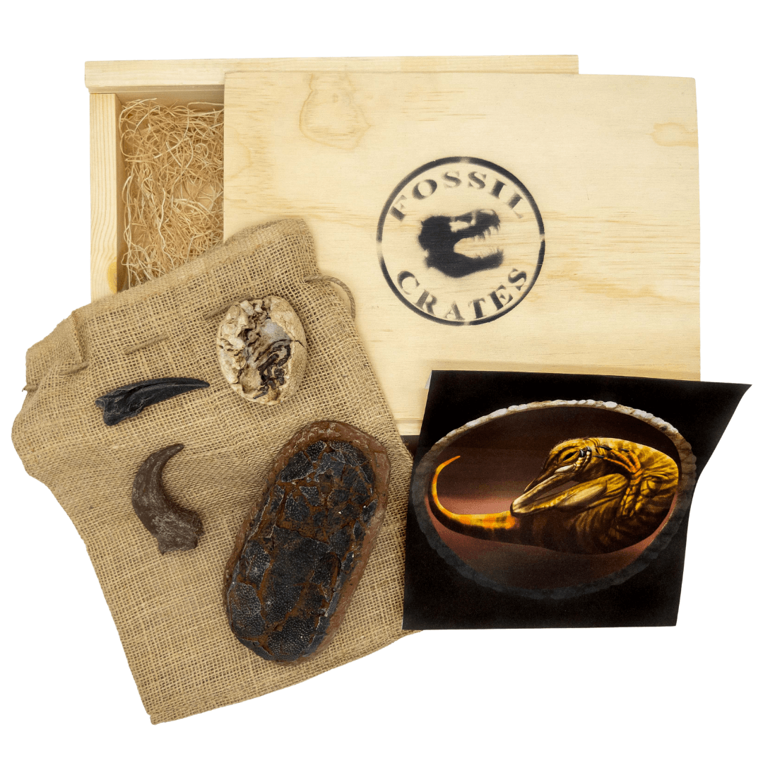 Ultimate Egg Wooden Crate: Theropod and Oviraptorid egg and claw casts