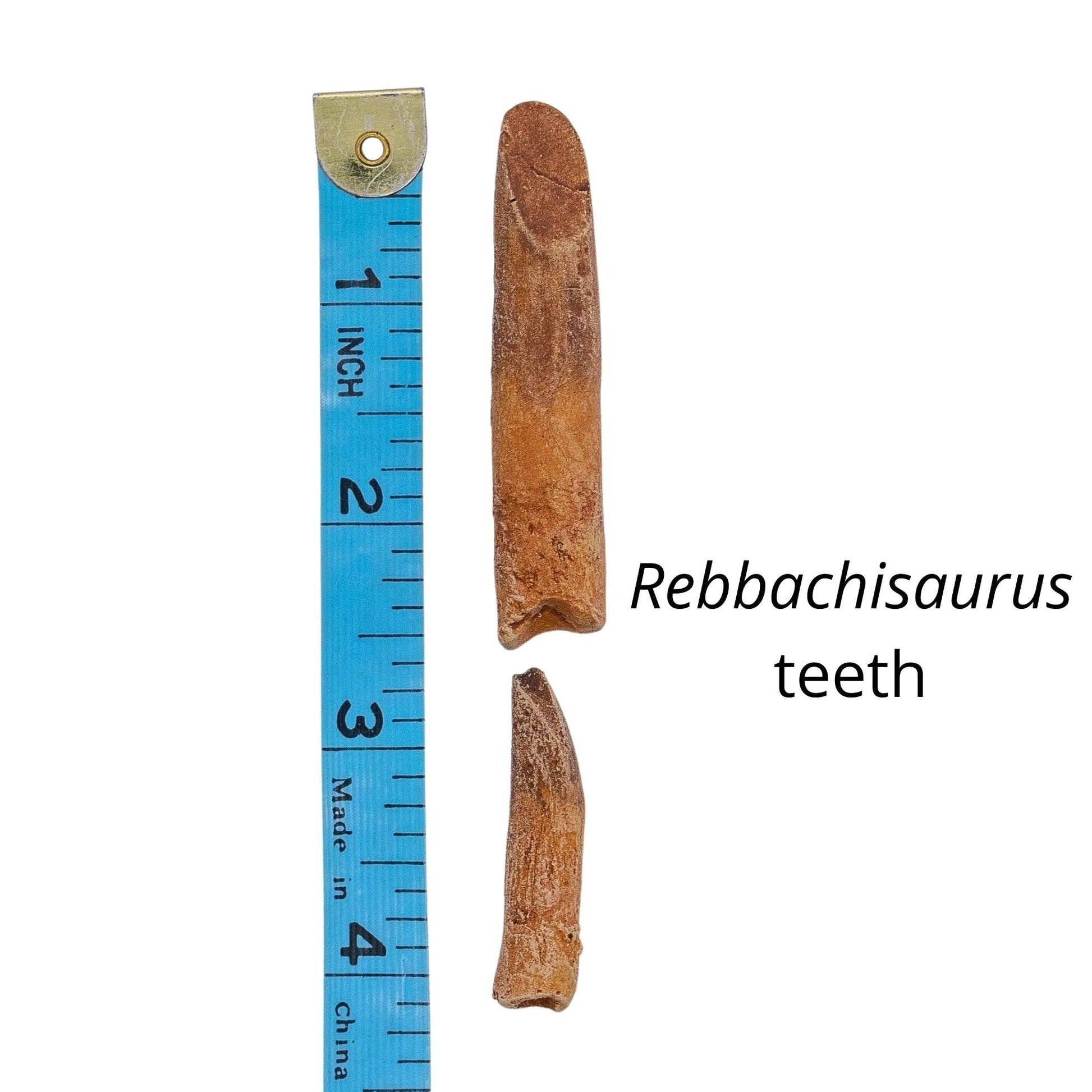 Rebbachisaurus Teeth Cast