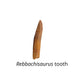 Rebbachisaurus Tooth Cast