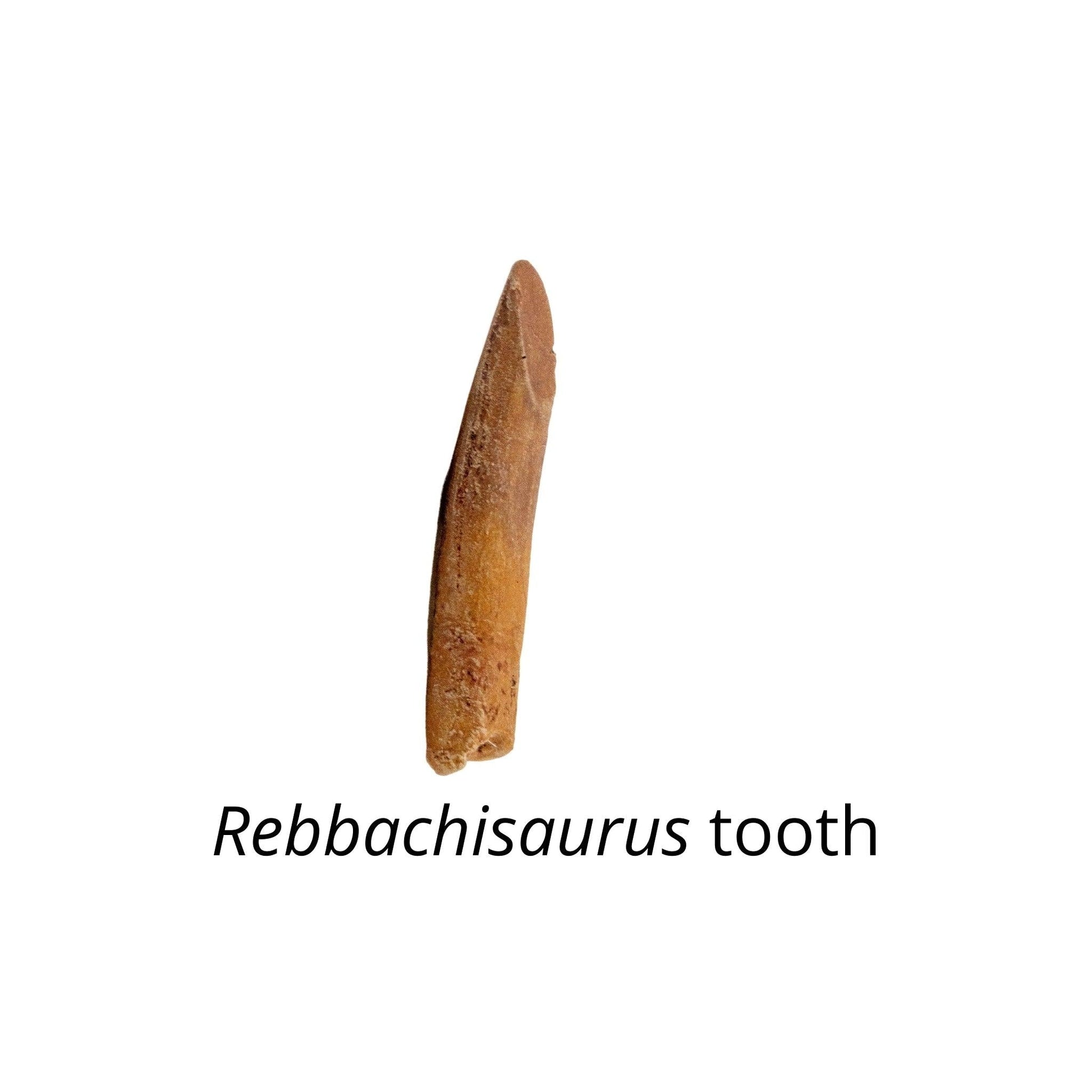 Rebbachisaurus Tooth Cast