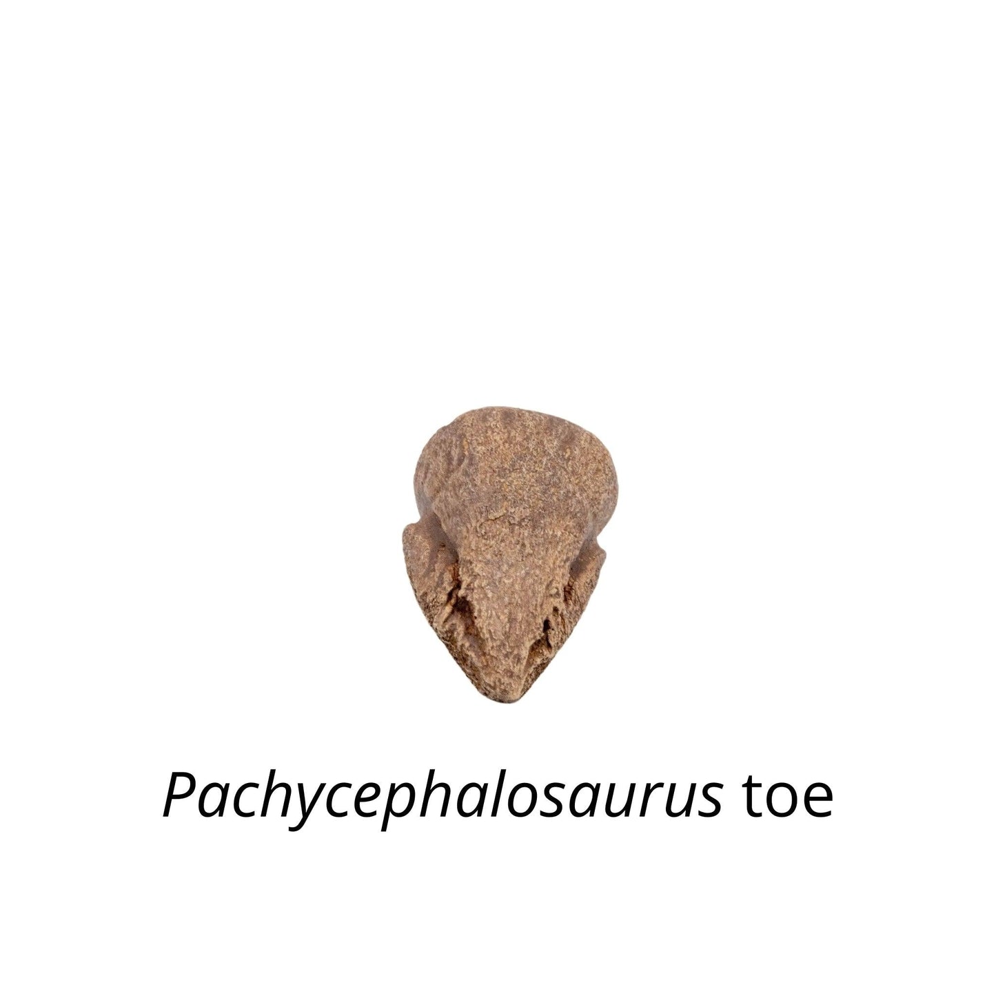 Pachycephalosaurus Toe Cast