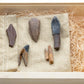 Ultimate Herbivores Crate - Fossil Crates