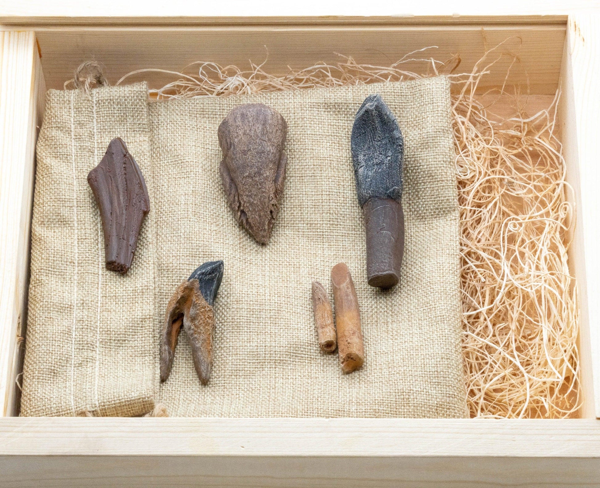 Ultimate Herbivores Crate - Fossil Crates