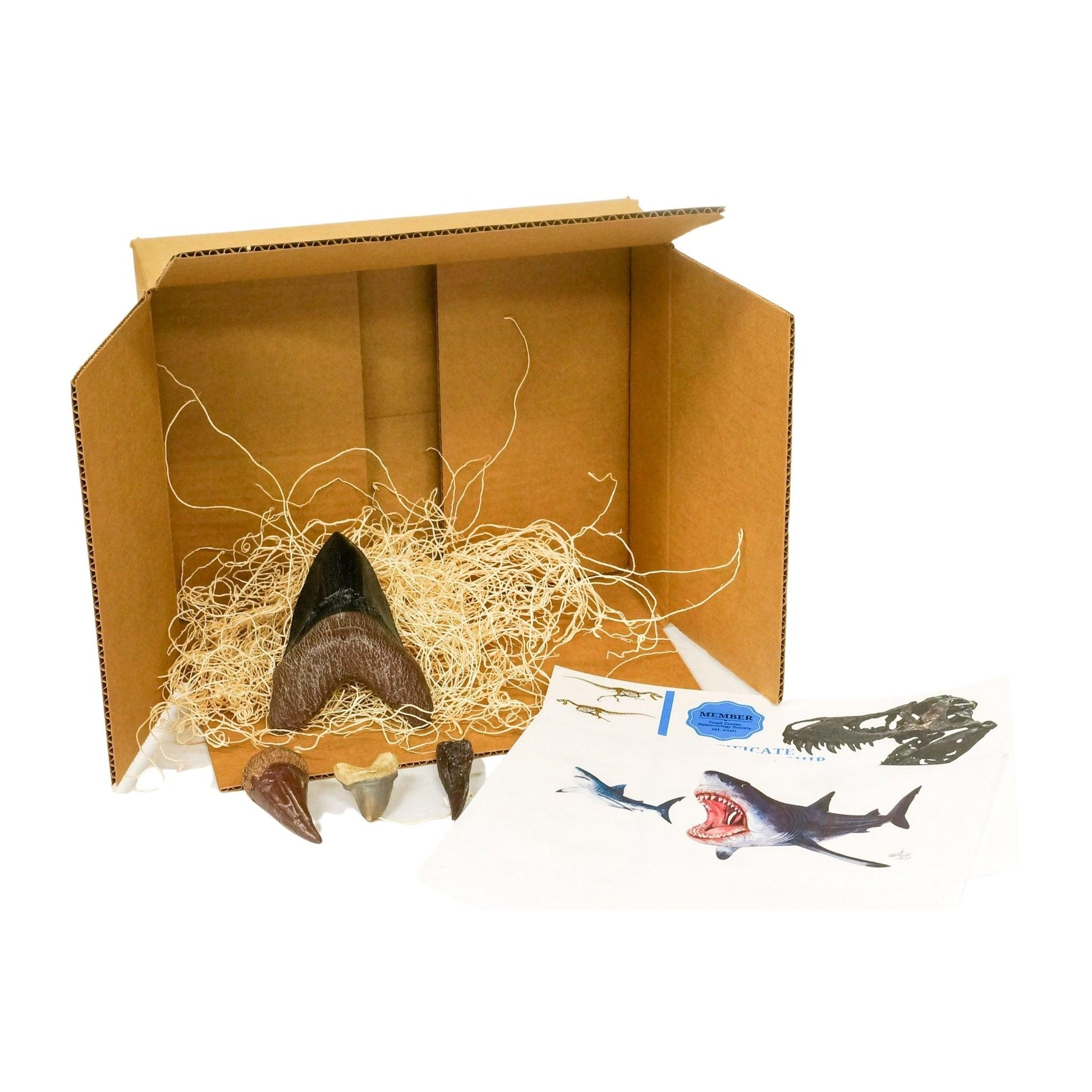Ultimate Marine Marauders Crate - Fossil Crates Megalodon tooth cast