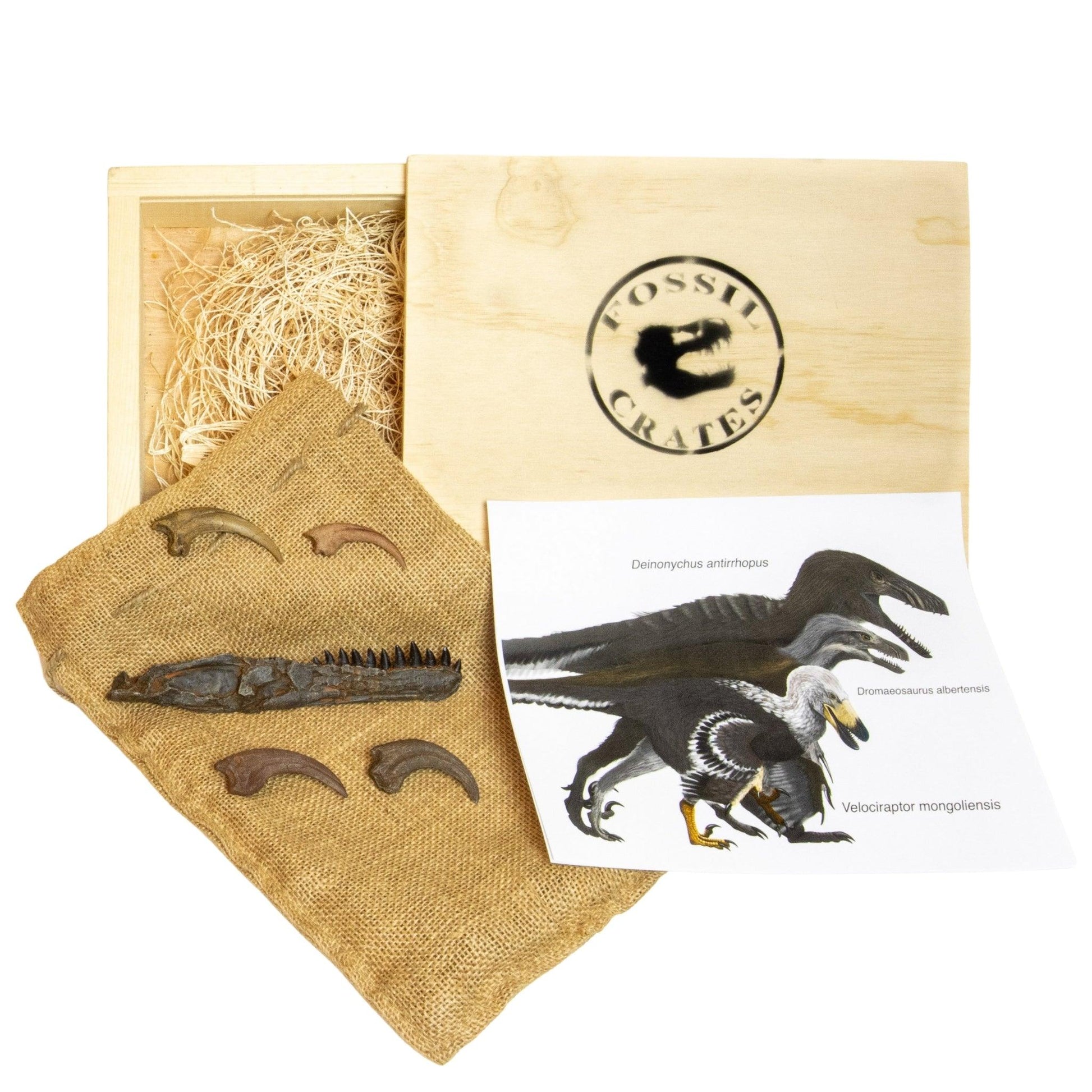 Dromaeosaurus, Deinonychus, and Velociraptor claw and jaw casts with paleoart in Ultimate Raptor Wooden Crate