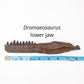 Dromaeosaurus lower jaw cast with ruler