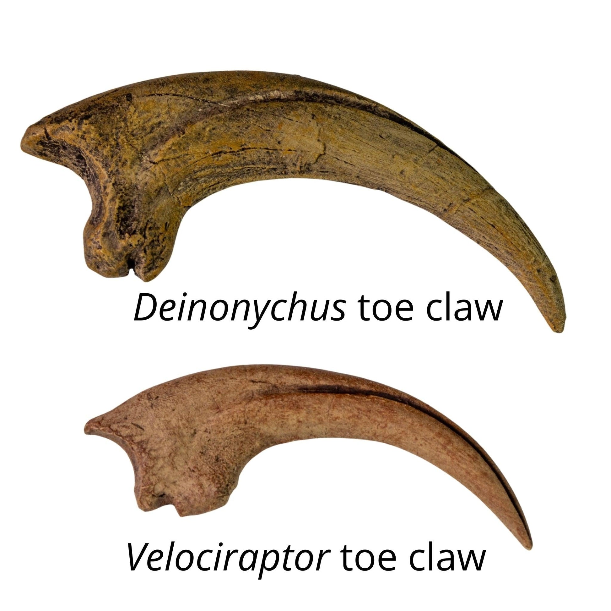 Deinonychus toe claw and Velociraptor toe claw