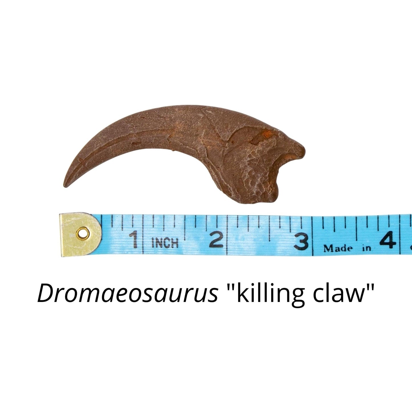 Dromaeosaurus killing claw measured against ruler