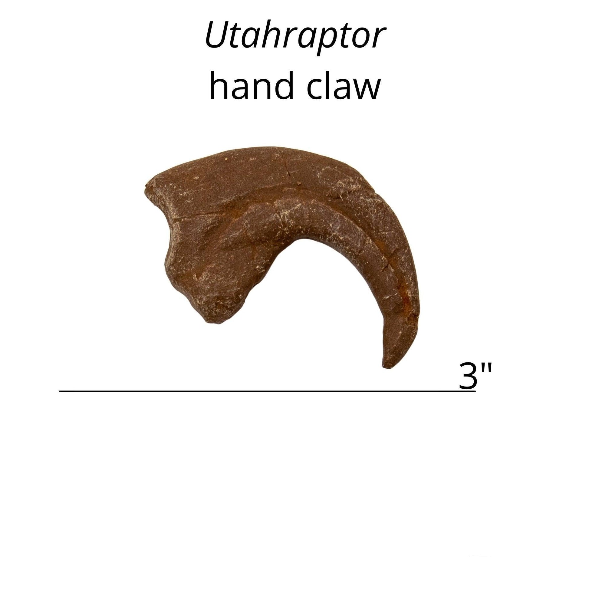 Utahraptor hand claw cast