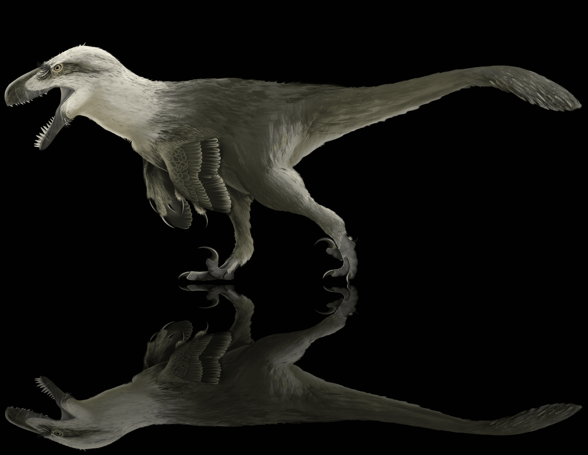 Utahraptor exclusive paleoart that comes with the Utahraptor hand claw cast