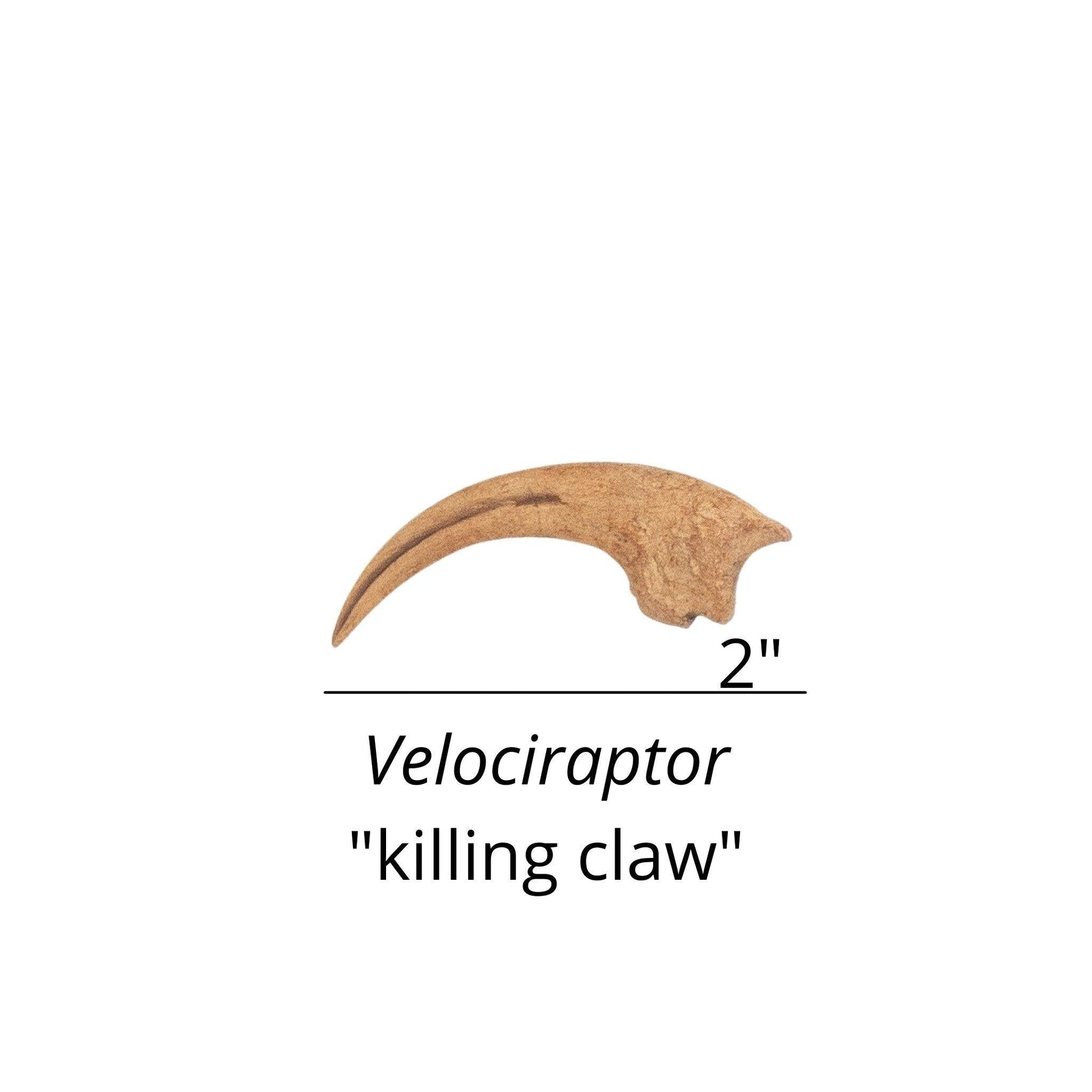 Velociraptor claw cast