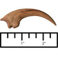 Velociraptor vs. Protoceratops - Throwdown in Mongolia Crate - Fossil Crates