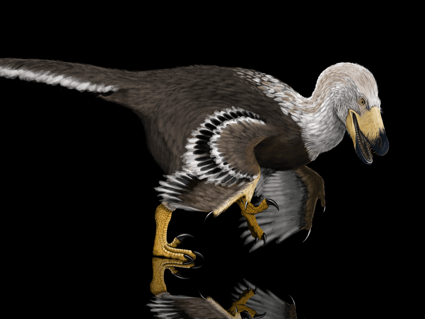 Velociraptor vs. Protoceratops - Throwdown in Mongolia Crate - Fossil Crates
